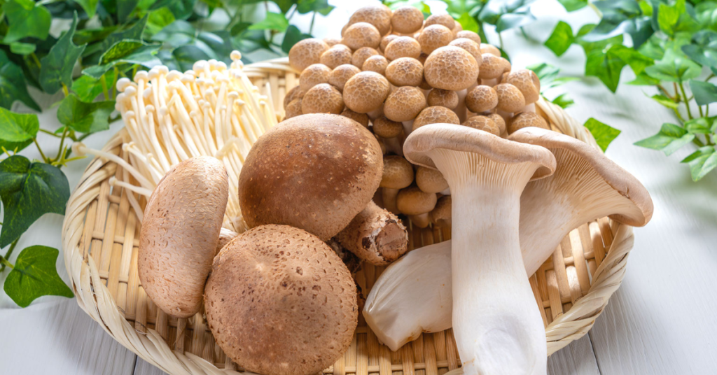 Shimeji o cogumelo mais amado pelos brasileiros Funghi Brasil