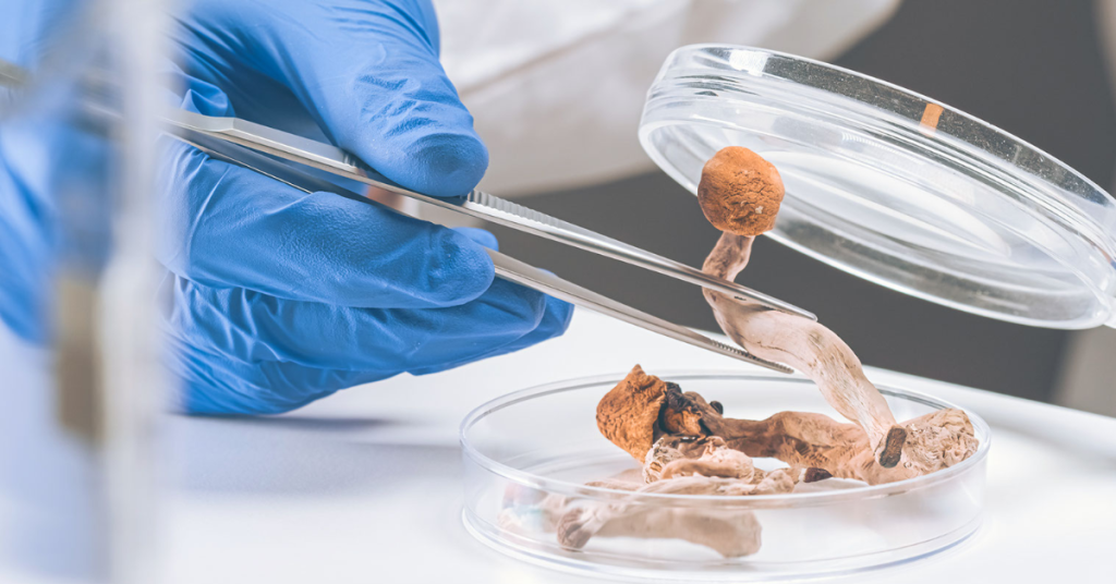 Quais os benefícios do shimeji para a saúde? Funghi Brasil